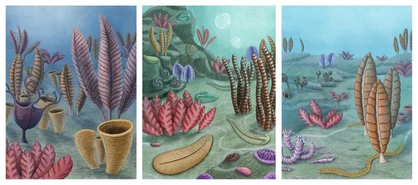 Реконструкция эдиакарского морского дна во время формирования комплексов: слева — авалонского (575–560 миллионов лет назад); в центре — беломорского (560-550 млн лет назад); справа — намского 550-539 миллионов лет назад). На последнем рисунке видно резкое снижение биоразнообразия