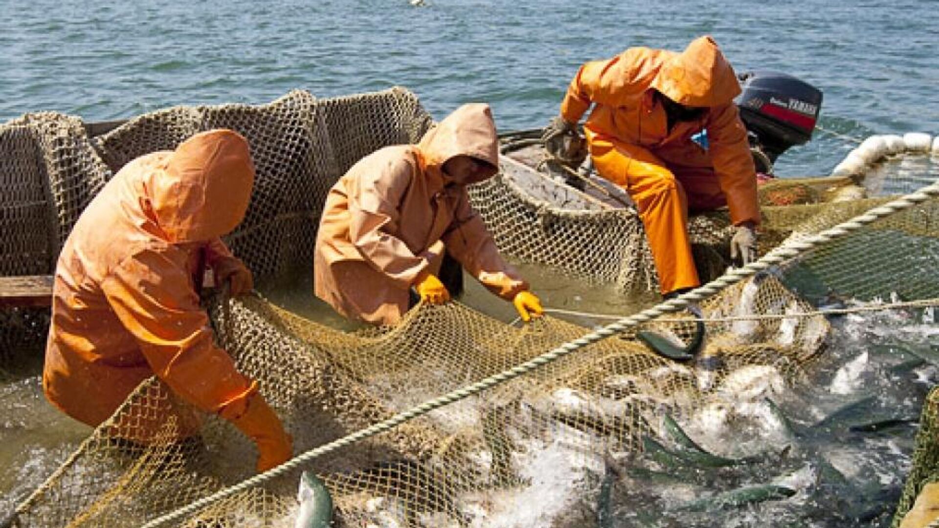 Живущий на промысле. Рыбное хозяйство Сахалин. Рыбопромышленный комплекс Сахалин. Охотское море рыболовство. Рыбные промыслы.