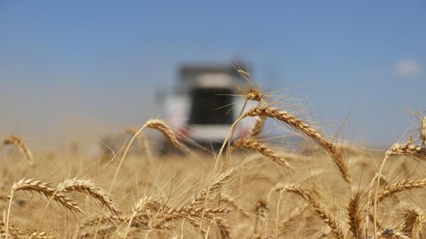 Уборка пшеницы. Архивное фото