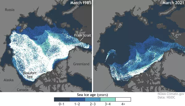 Показаны площадь и возраст арктических льдов в конце зимнего сезона (середина марта) в 1985-м и 2021-м по данным спутниковых наблюдений. Лед старше 4-х лет остался только в виде небольшой полоски у побережья Канады