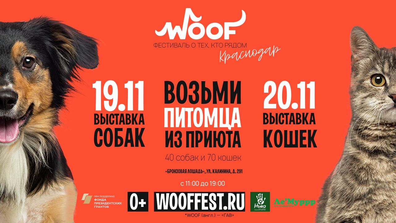 Фестиваль-пристройство бездомных животных WOOF пройдет в Краснодаре - РИА  Новости, 10.11.2022