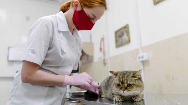 Ветеринар делает укол кошке во время приема в ветеринарном центре