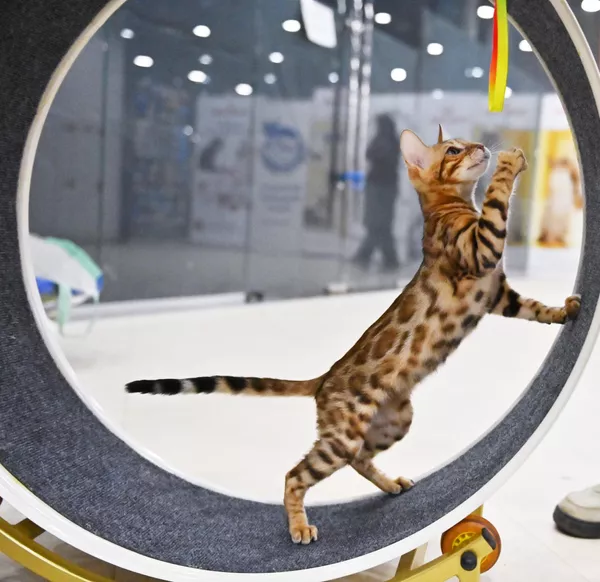 Кошка бенгальской породы на выставке КоШарики Шоу в Москве