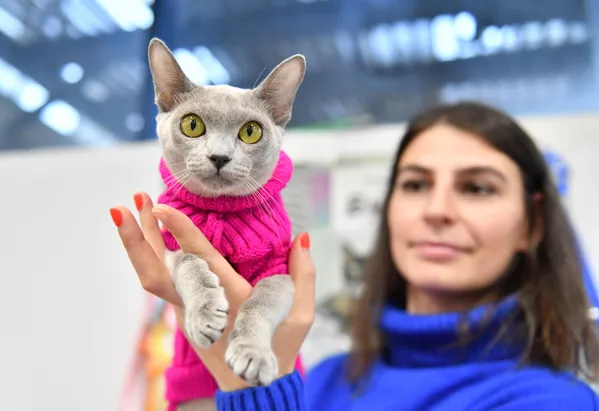 Девушка с кошкой на выставке КоШарики Шоу в Москве