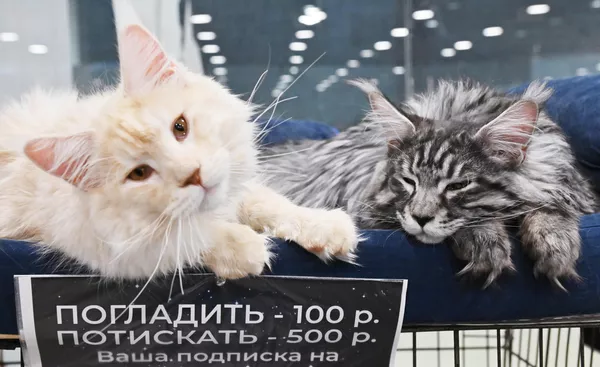 Кошки породы мейн-кун на выставке КоШарики Шоу в Москве