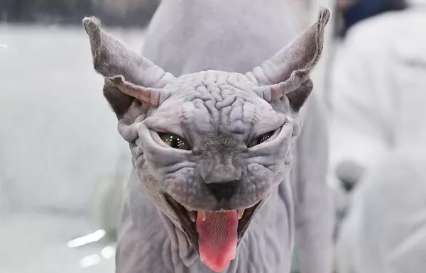 Кошка породы эльф на выставке КоШарики Шоу в Москве