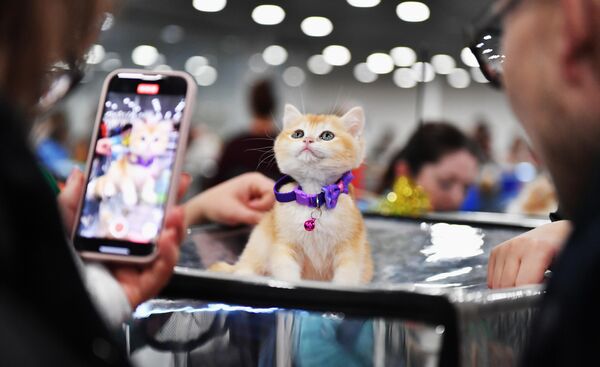 Котенок породы скоттиш-страйт на выставке КоШарики Шоу в Москве