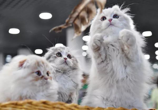 Котята породы хайленд-фолд на выставке КоШарики Шоу в Москве