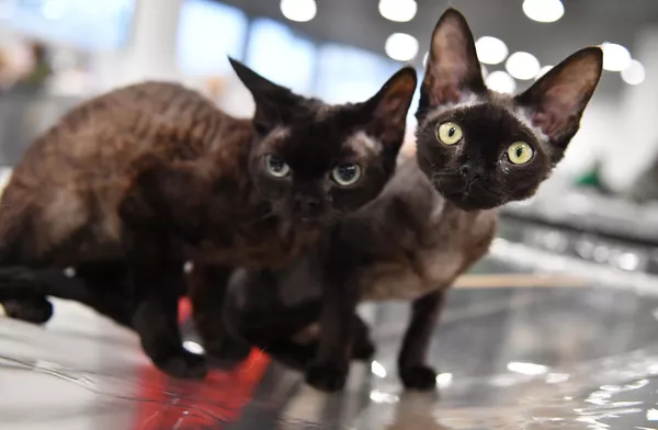 Кошки породы девон на выставке КоШарики Шоу в Москве