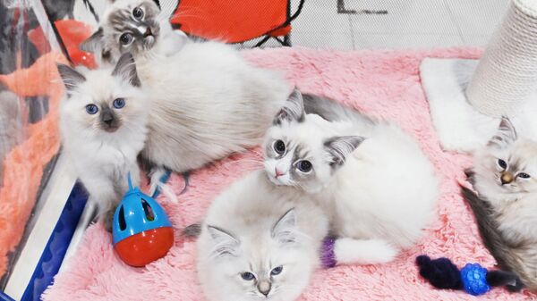 Кошки породы невская маскарадная на выставке КоШарики Шоу в Москве