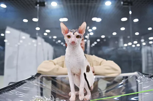 Кошка породы корниш рекс на выставке КоШарики Шоу в Москве