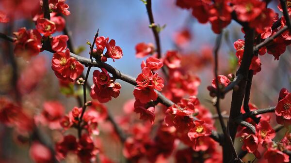 Цветение айвы японской (Chaenomeles japonica) в дендрологическом парке Южные Культуры в Сочи