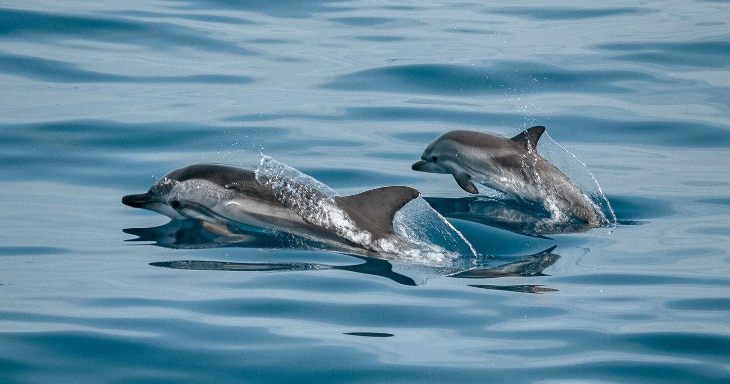 Афалины в океане