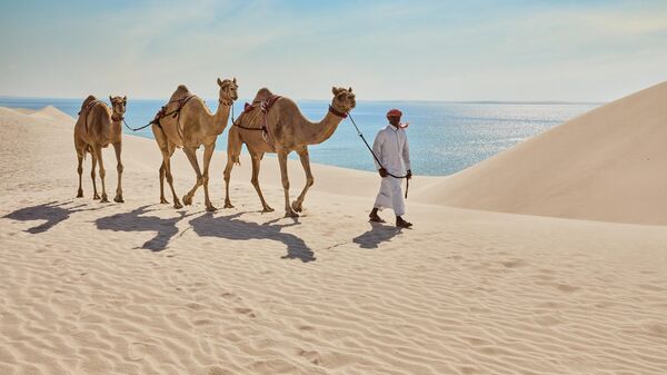 Верблюды в Катаре