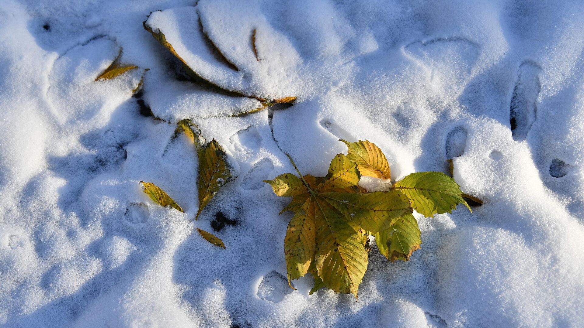 Осенние листья под первым снегом в Парке Горького в Москве - РИА Новости, 1920, 01.01.2023