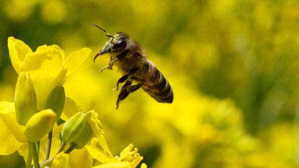 Пчела подлетает к цветку рапса
