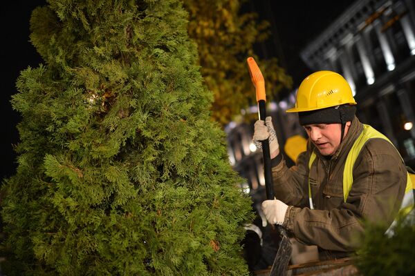 Сотрудник жилищно-коммунальной службы утрамбовывает землю в кадке во время высадки деревь зимних пород на Тверской улице в Москве
