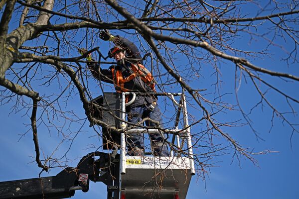 Сотрудник коммунальной службы занимается санитарной обрезкой деревьев в Парке Победы на Поклонной горе в Москве