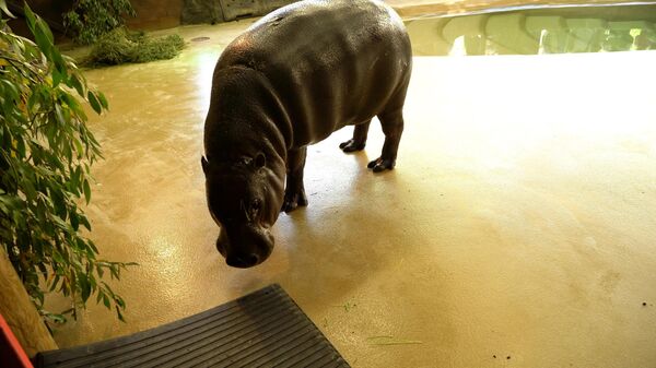 Карликовый бегемот Ксюша в утепленном домике с бассейном в Московском зоопарке