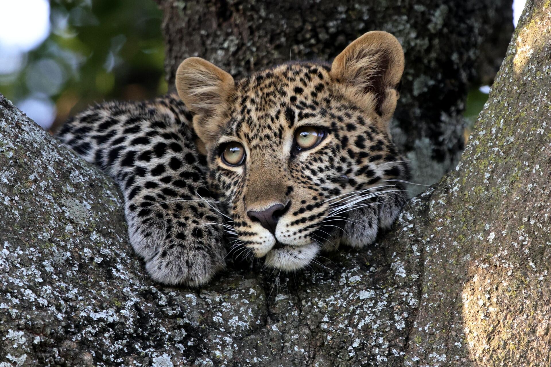 Леопард на дереве ищет свою мать, парк Масаи-Мара, Кения - РИА Новости, 1920, 23.11.2022