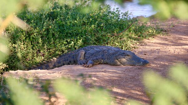 Крокодил в Кении