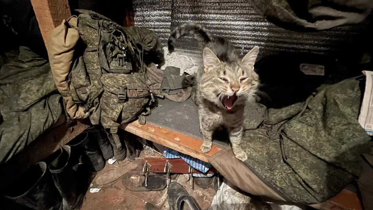 A cat inside a dugout