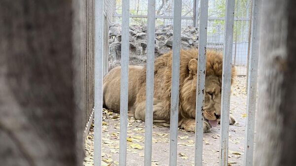 Лев в мариупольском зоопарке