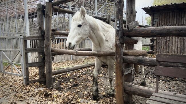 Лошадь в зоопарке