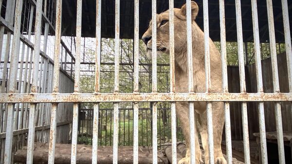 Львица в мариупольском зоопарке