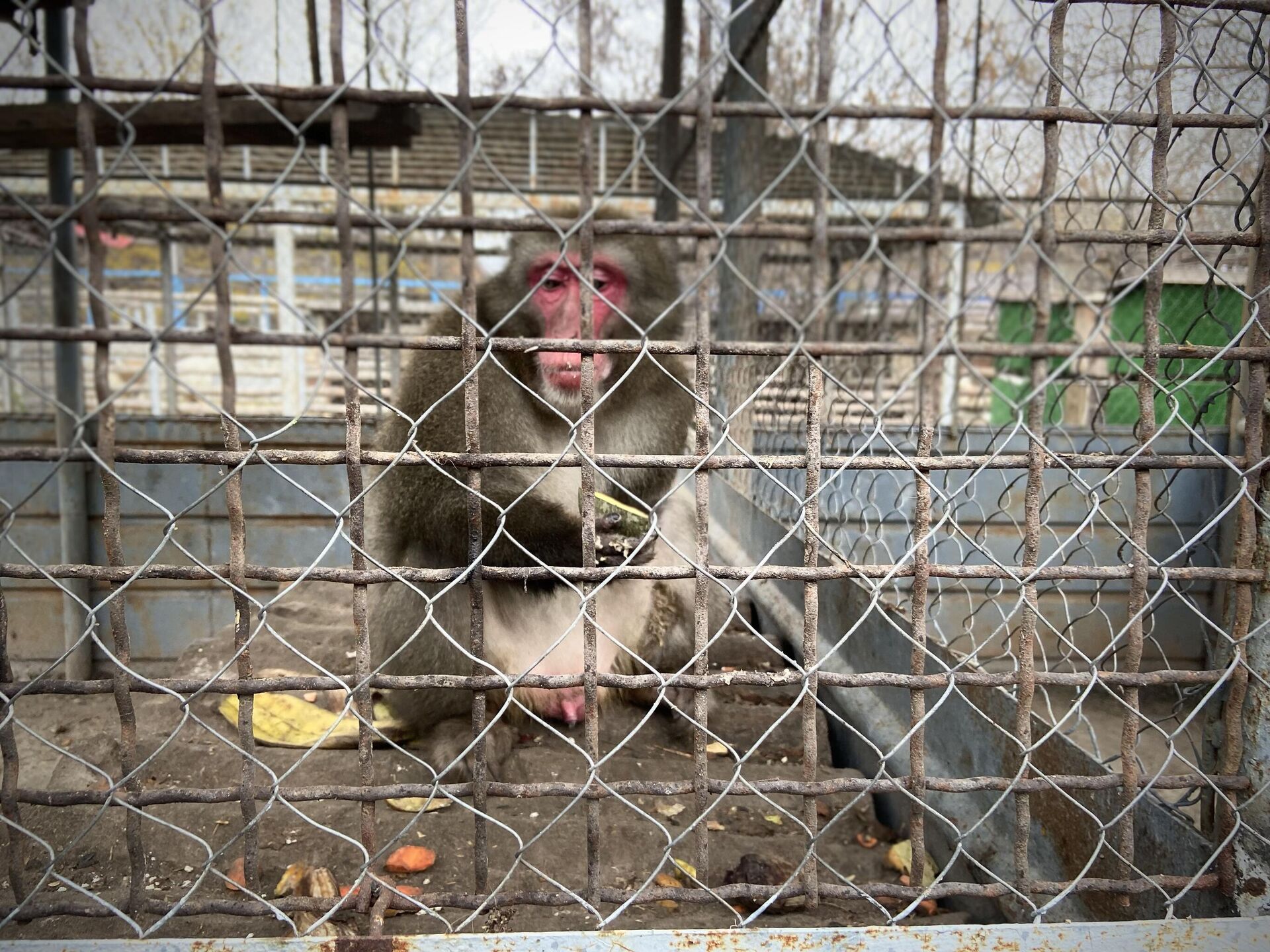 Японский макак в мариупольском зоопарке Японский макак в мариупольском зоопарке