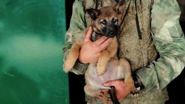 Собака по кличке Мина, спасенная российскими военными в ходе специальной военной операции в одном из сел под Херсоном