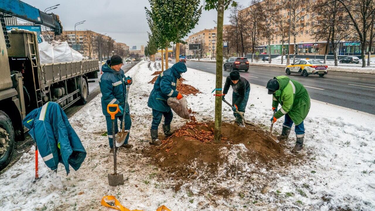 В Москве начали высадку крупномеров на Ленинском проспекте и Беломорской улице - РИА Новости, 1920, 24.11.2022