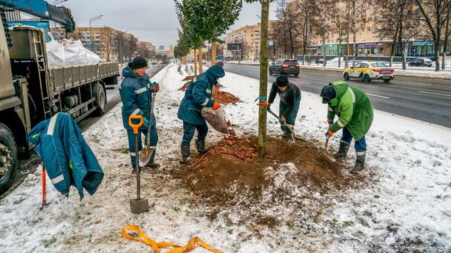 В Москве начали высадку крупномеров на Ленинском проспекте и Беломорской улице