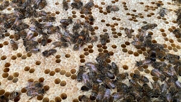 Пчелы на природных территориях Москвы