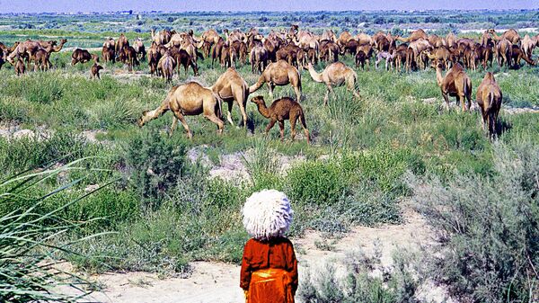 Пастбище верблюдов в Каракумах. 1987 год