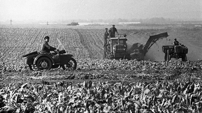 Уборка сахарной свеклы в колхозе имени Ленина. Украинская ССР. 1970 год