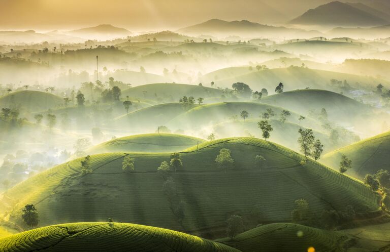 Работа фотографа Huan Vu Trung Tea Hill, попавшая в ТОП-101 конкурса The International Landscape Photographer of the Year