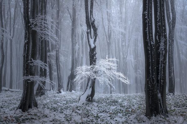 Работа фотографа Tony Wang Ice tree, занявшая второе место в фотоконкурсе The International Landscape Photographer of the Year