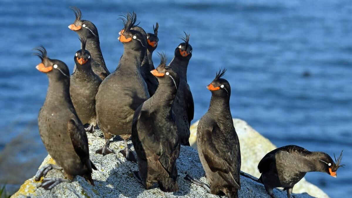 Кадр из фильма Почему светится клюв Кадр из фильма Почему светится клюв - РИА Новости, 1920, 29.11.2022