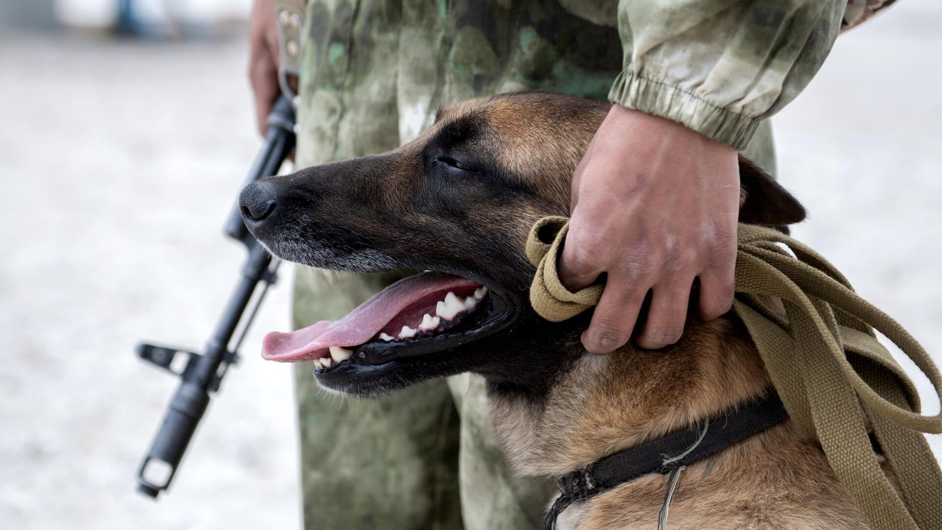 Военный кинолог с собакой патрулируют разминированный пляж в Херсонской области - РИА Новости, 1920, 27.08.2023