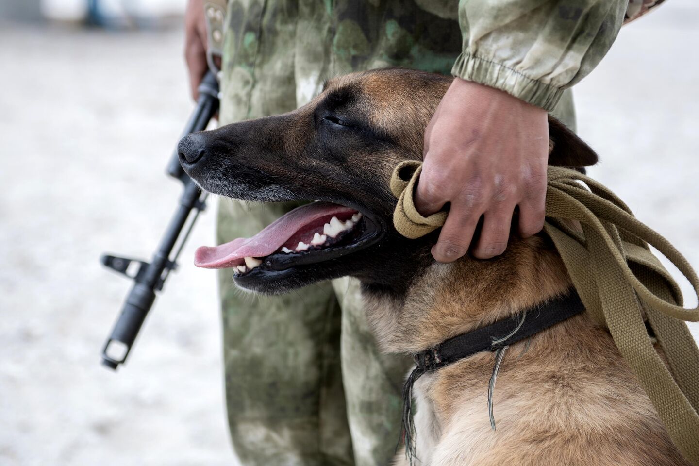 Военный кинолог с собакой патрулируют разминированный пляж в Херсонской области Военный кинолог с собакой патрулируют разминированный пляж в Херсонской области