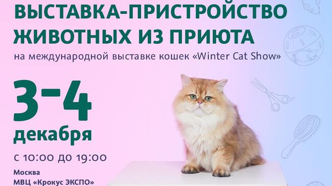 Выставка бездомных животных. Центр Юна и Winter cat show