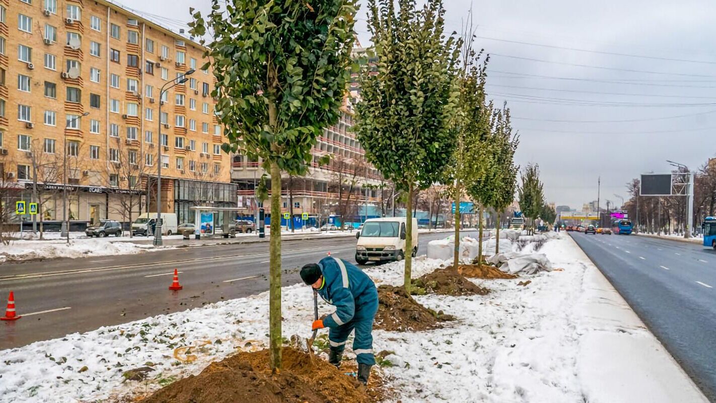 Высадка деревьев в рамках озеленения видовых пространств и магистралей Москвы - РИА Новости, 1920, 01.12.2022