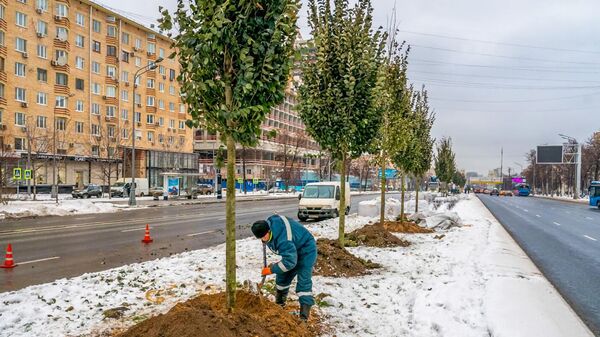 Высадка деревьев в рамках озеленения видовых пространств и магистралей Москвы