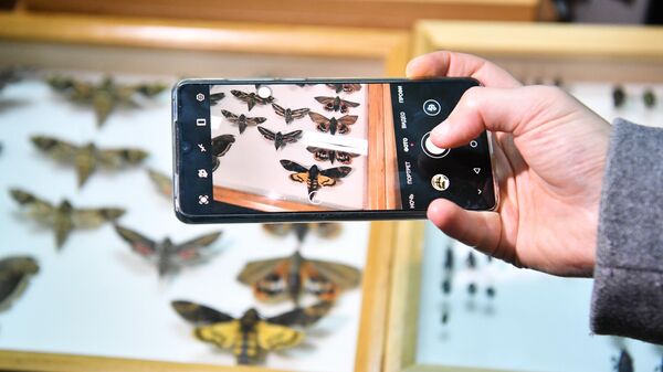 Участник II Конгресса молодых ученых фотографирует бабочек в лаборатории защиты растений федерального исследовательского центра Субтропический научный центр Российской академии наук