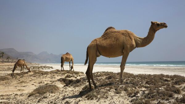 Верблюды на пляже недалеко от Салалы, Оман
