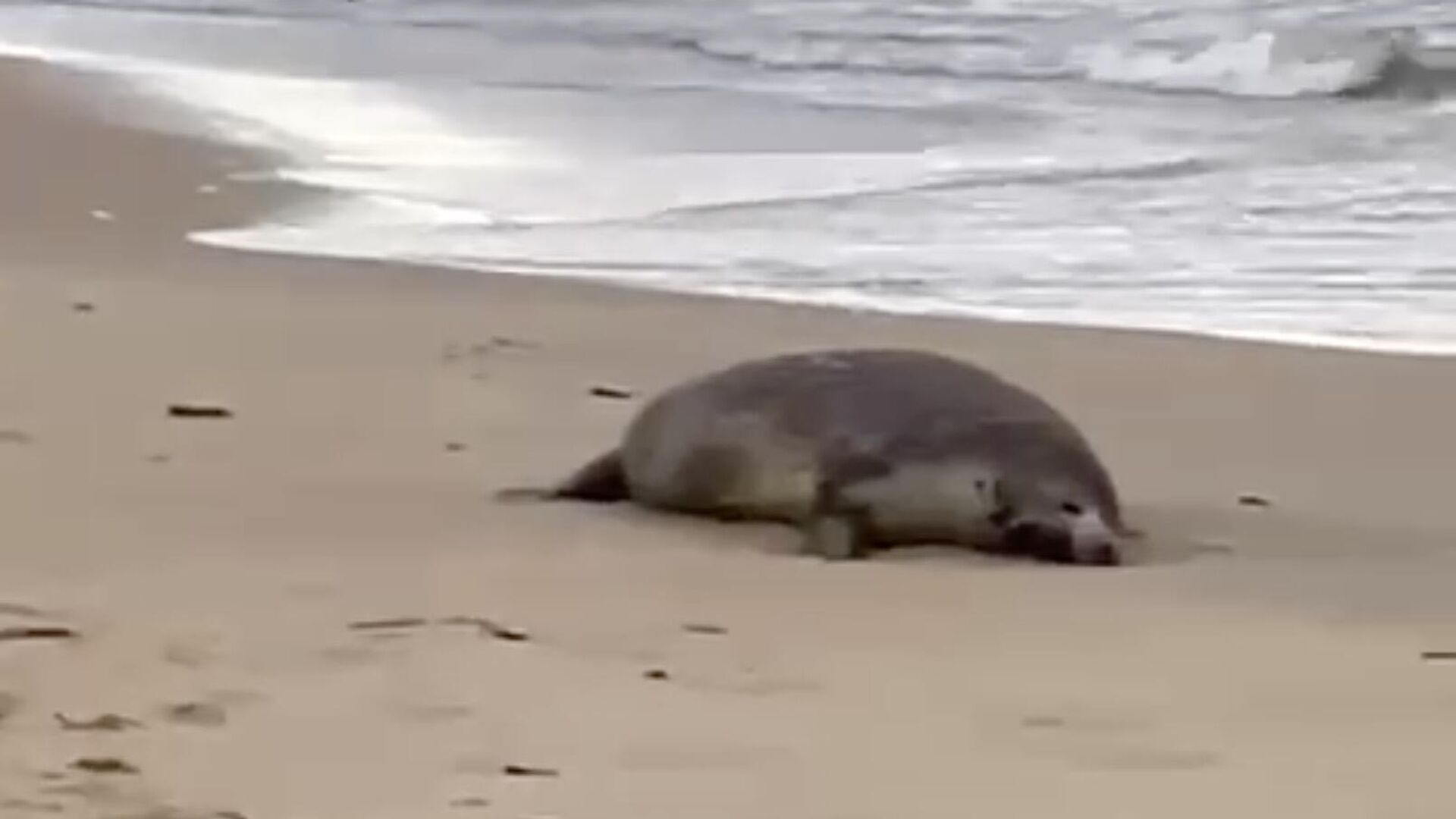 На месте гибели нерп на берегу Каспийского моря в Дагестане. Кадр видео - РИА Новости, 1920, 05.12.2022