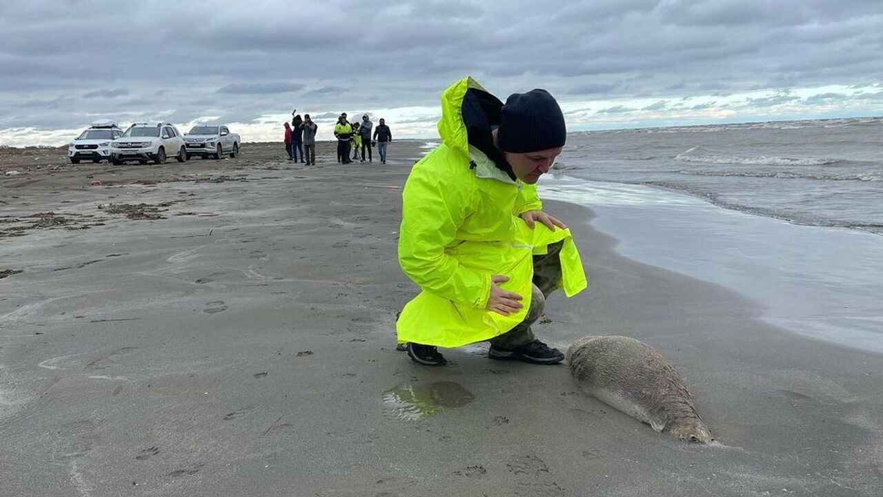 На побережье Каспийского моря нашли уже 1700 тюленей - РИА Новости,  04.12.2022