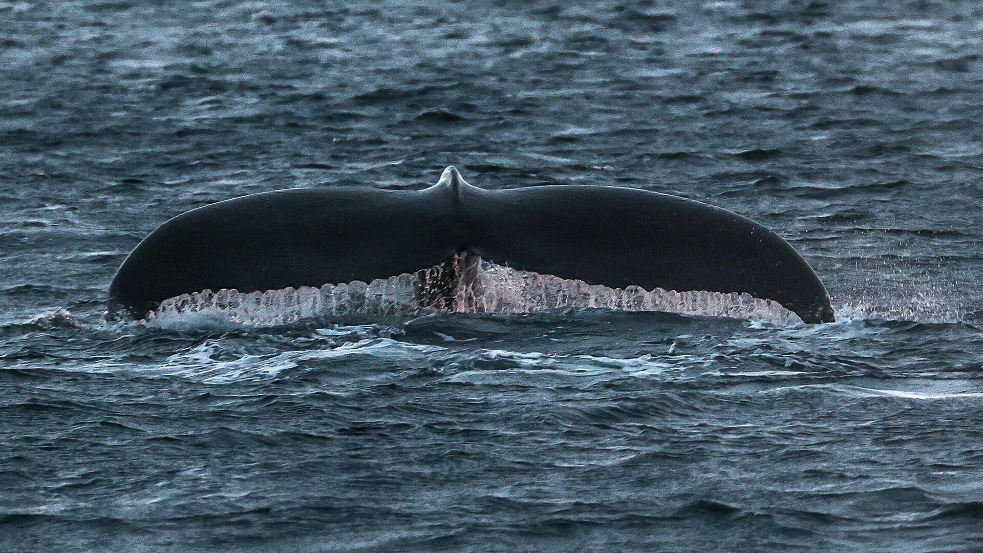 Горбатый кит у побережья Териберки Мурманской области - РИА Новости, 1920, 19.02.2023