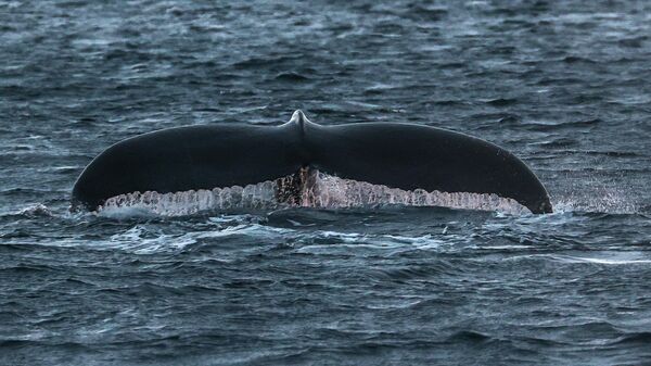 Горбатый кит у побережья Териберки Мурманской области